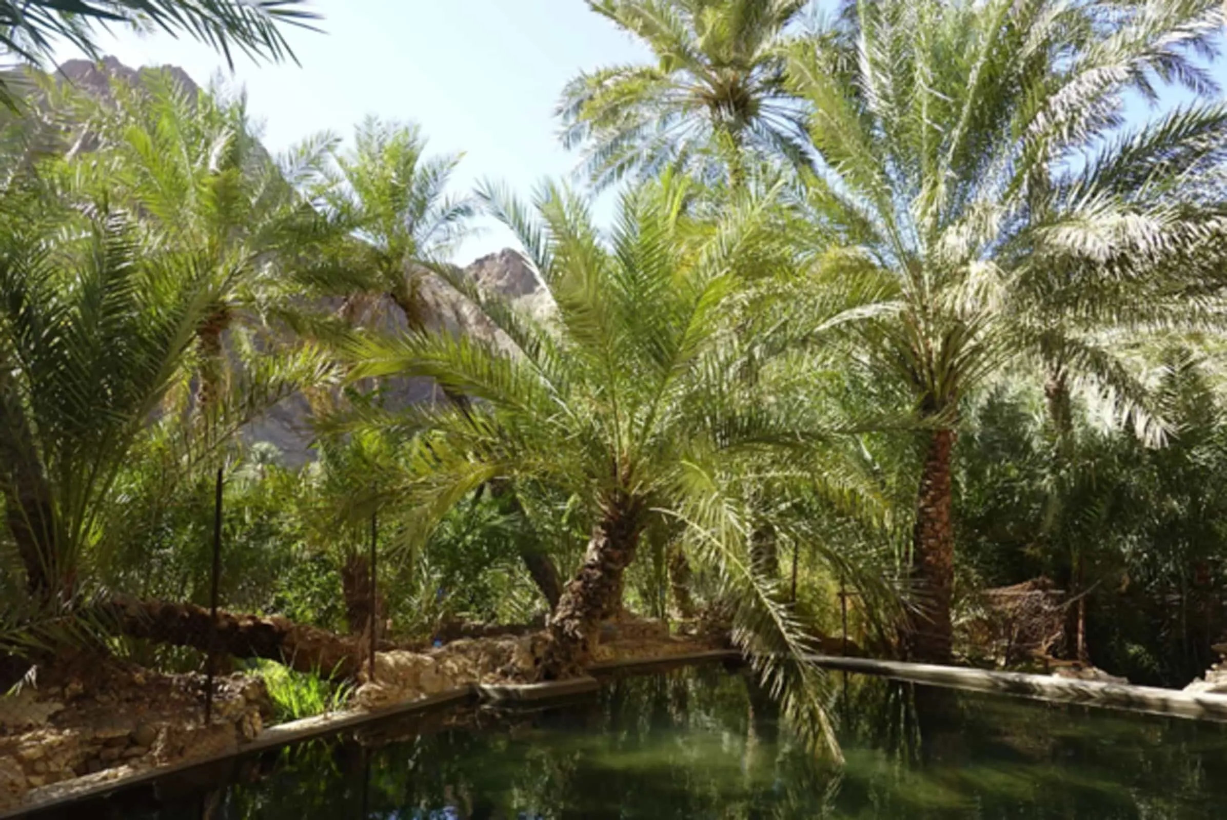 Conserving freshwater at Wadi Shees