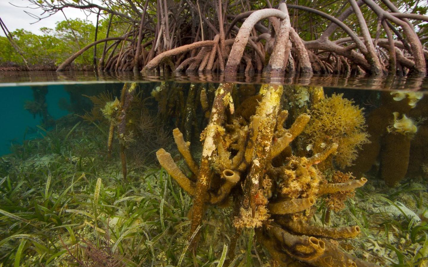 biodiversity