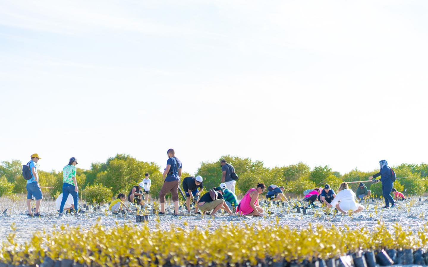 mangrove-planting-2