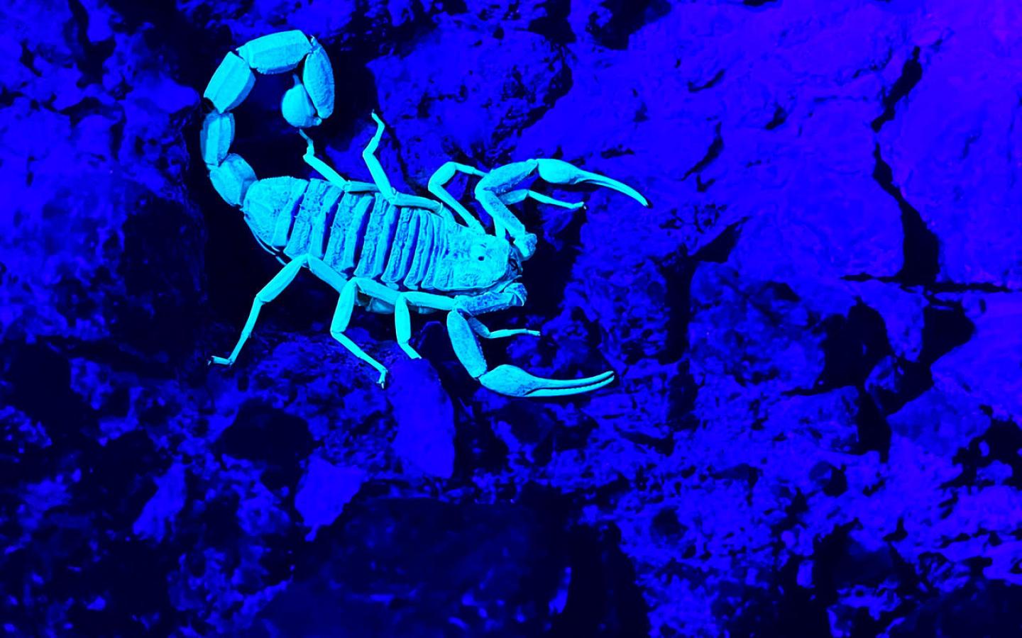 Scorpion