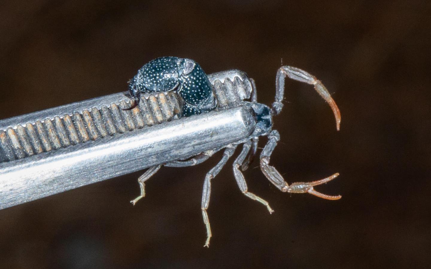 Orthochirus Scorpion