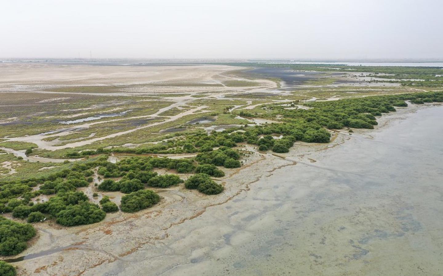 Mangrove NbS