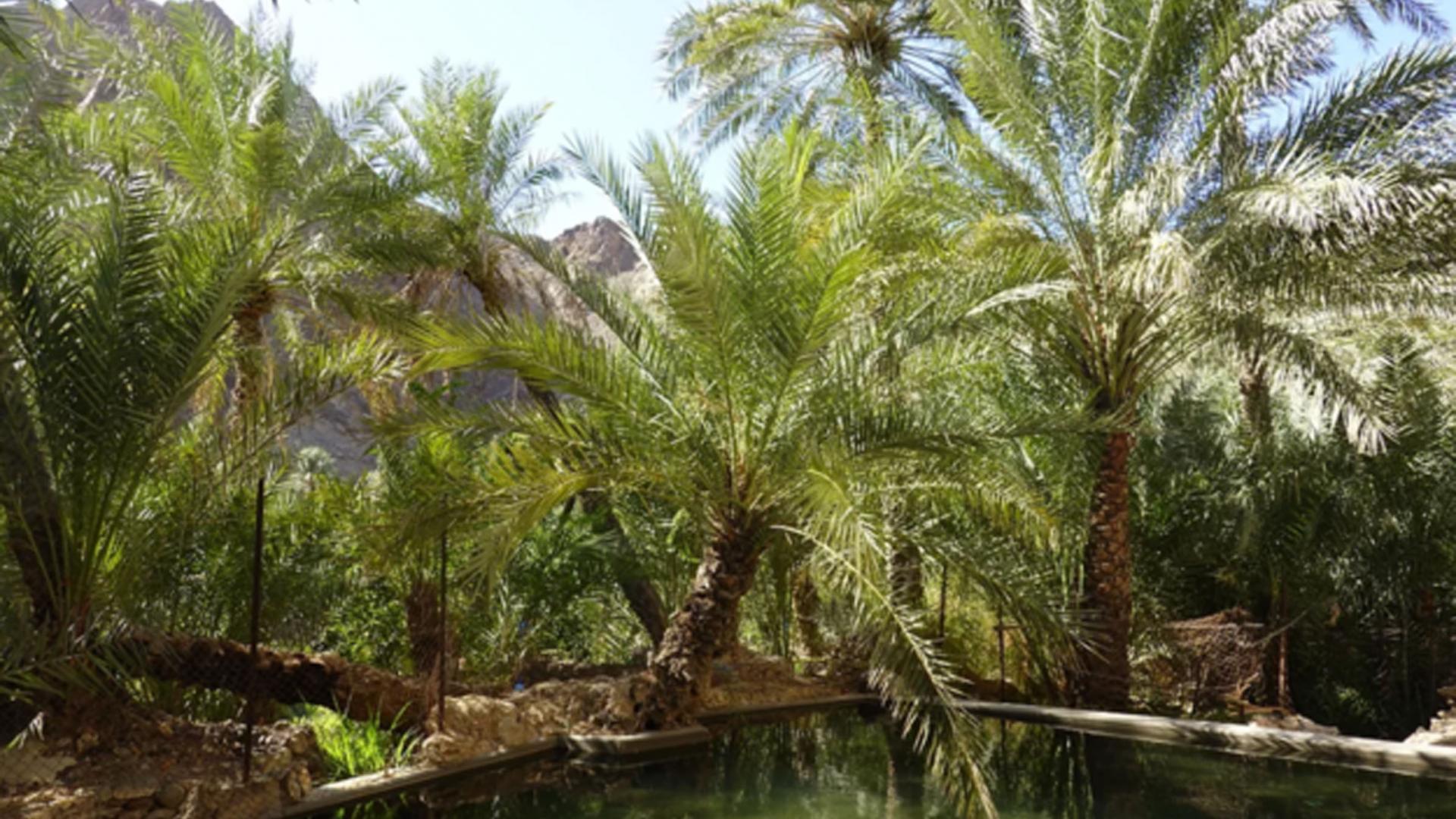 conserving-freshwater-at-wadi-shees