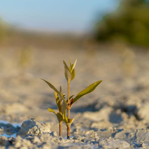 Mangrove Planting